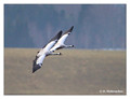 Common crane (Grus grus) in the "Lake Hornborga" Nature reserve, Sweden