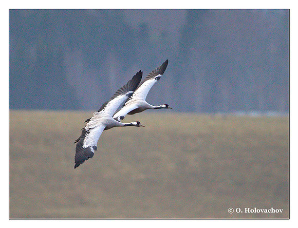 Common crane (Grus grus) in the "Lake Hornborga" Nature reserve, Sweden