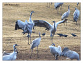 Common crane (Grus grus) in the "Lake Hornborga" Nature reserve, Sweden