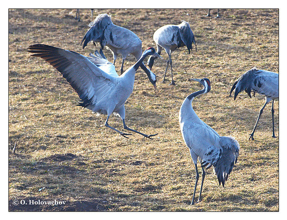Common crane (Grus grus) in the "Lake Hornborga" Nature reserve, Sweden