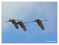 Sandhill Crane (Grus canadensis) in the Paynes Prairie Preserve State Park