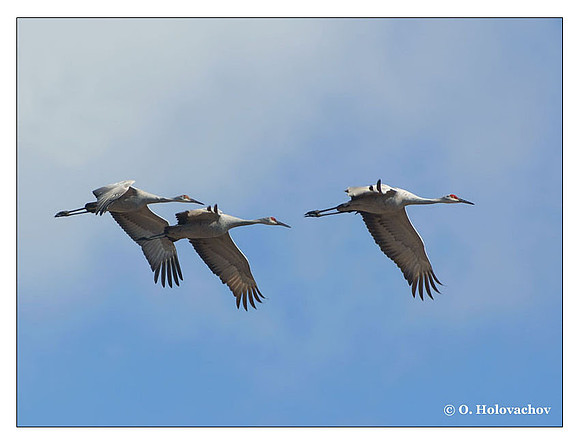 Sandhill Crane (Grus canadensis) in the Paynes Prairie Preserve State Park