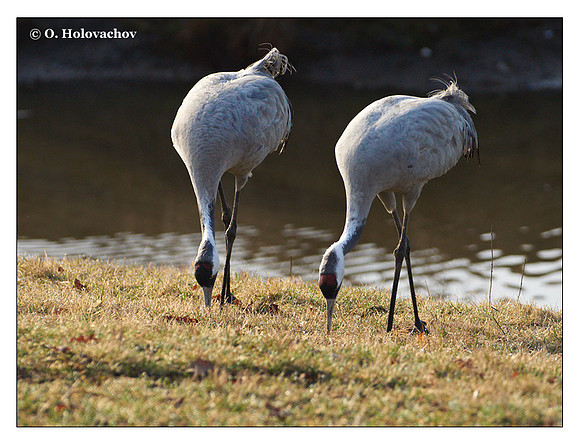 Common crane (Grus grus) in the "Lake Hornborga" Nature reserve, Sweden