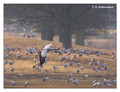 Common crane (Grus grus) in the "Lake Hornborga" Nature reserve, Sweden