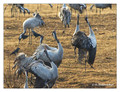 Common crane (Grus grus) in the "Lake Hornborga" Nature reserve, Sweden