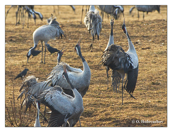 Common crane (Grus grus) in the "Lake Hornborga" Nature reserve, Sweden