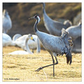 Common crane (Grus grus) in the "Lake Hornborga" Nature reserve, Sweden