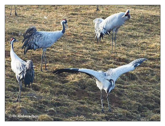 Common crane (Grus grus) in the "Lake Hornborga" Nature reserve, Sweden