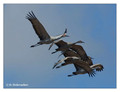 Sandhill Crane (Grus canadensis) in the Paynes Prairie Preserve State Park