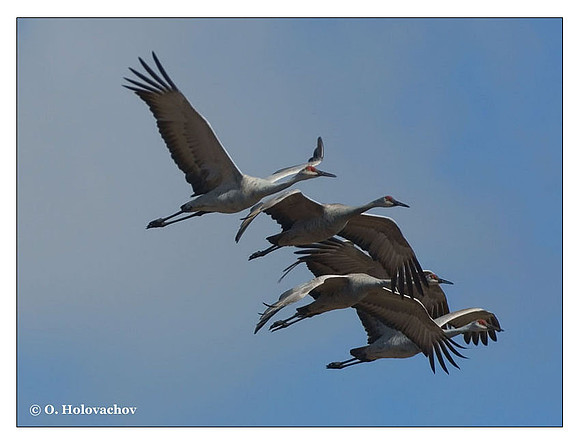 Sandhill Crane (Grus canadensis) in the Paynes Prairie Preserve State Park
