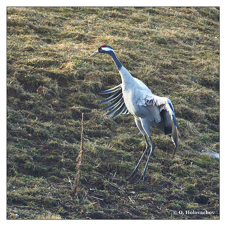 Common crane (Grus grus) in the "Lake Hornborga" Nature reserve, Sweden