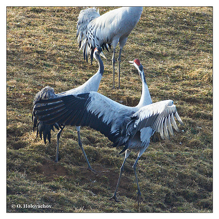 Common crane (Grus grus) in the "Lake Hornborga" Nature reserve, Sweden