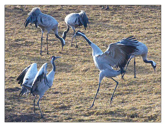 Common crane (Grus grus) in the "Lake Hornborga" Nature reserve, Sweden