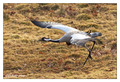 Common crane (Grus grus) in the "Lake Hornborga" Nature reserve, Sweden