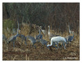 Whooping Crane (Grus americana) in the Paynes Prairie Preserve State Park