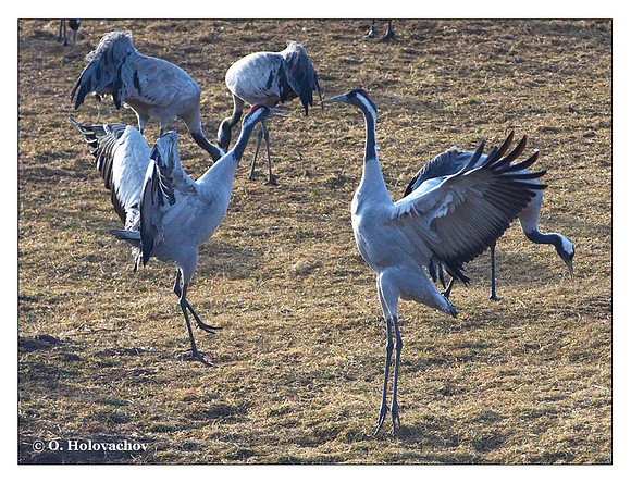 Common crane (Grus grus) in the "Lake Hornborga" Nature reserve, Sweden
