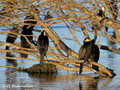 Little Shag (Phalacrocorax melanoleucos) colony at the Lake Rotorua