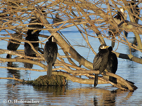 Little Shag (Phalacrocorax melanoleucos) colony at the Lake Rotorua
