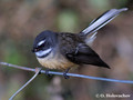 Fantail (Rhipidura fuliginosa) near Waitomo
