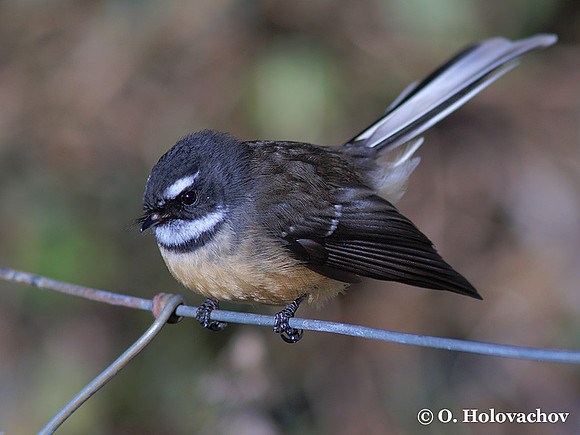 Fantail (Rhipidura fuliginosa) near Waitomo