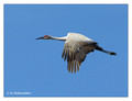 Sandhill Crane (Grus canadensis) in the Paynes Prairie Preserve State Park