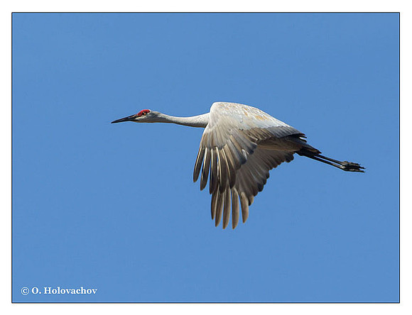 Sandhill Crane (Grus canadensis) in the Paynes Prairie Preserve State Park