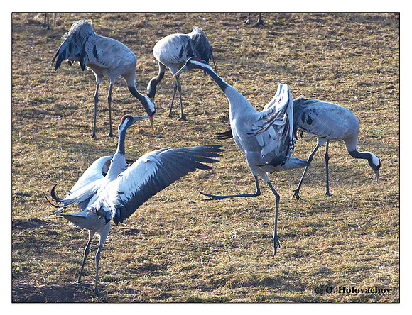 Common crane (Grus grus) in the "Lake Hornborga" Nature reserve, Sweden
