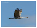 Sandhill Crane (Grus canadensis) in the Paynes Prairie Preserve State Park