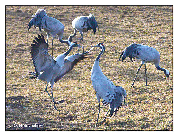 Common crane (Grus grus) in the "Lake Hornborga" Nature reserve, Sweden