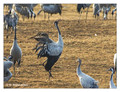 Common crane (Grus grus) in the "Lake Hornborga" Nature reserve, Sweden