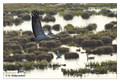 Common crane (Grus grus) in the "Lake Hornborga" Nature reserve, Sweden