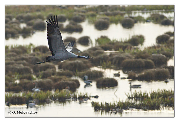 Common crane (Grus grus) in the "Lake Hornborga" Nature reserve, Sweden
