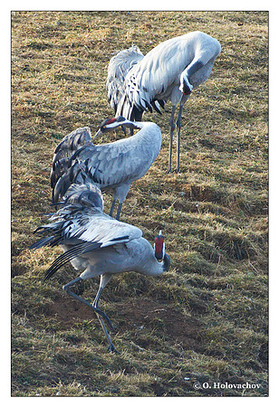 Common crane (Grus grus) in the "Lake Hornborga" Nature reserve, Sweden
