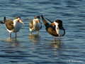 Black Skimmer (Rhynchops niger) in the Merritt Island National Wildlife Refuge