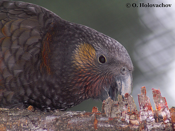 Kaka (Nestor meridionalis) in the Rainbow Springs Nature Park in Rotorua