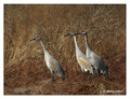 Sandhill Crane (Grus canadensis) in the Paynes Prairie Preserve State Park