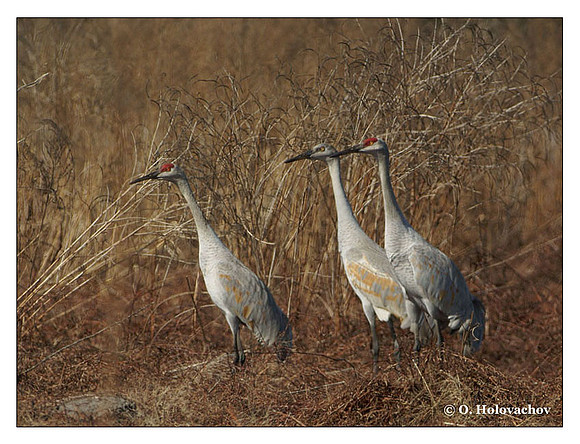 Sandhill Crane (Grus canadensis) in the Paynes Prairie Preserve State Park