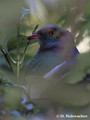 New Zealand Pigeon (Hemphaga novaeseelandiae) in Maungatautari