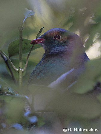 New Zealand Pigeon (Hemphaga novaeseelandiae) in Maungatautari