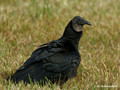 Black Vulture (Coragyps atratus) in the Merritt Island National Wildlife Refuge