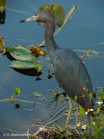 Little Blue Heron (Egretta caerulea) in the Everglades National Park