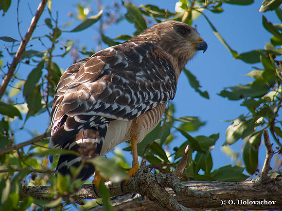 Red-shouldered Hawk (Buteo lineatus) in the Everglades National Park