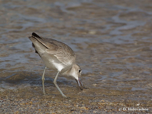 Willet (Catoptophorus semipalmatus) in the Merritt Island National Wildlife Refuge