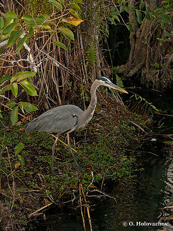 Great Blue Heron (Ardea herodias) in the Everglades National Park