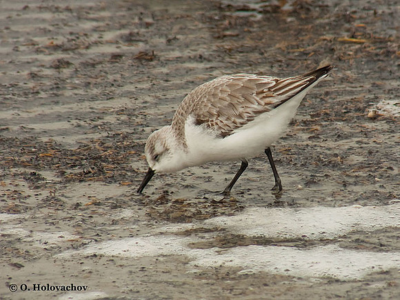 Sanderling (Calidris alba) in Huguenot Memorial Park
