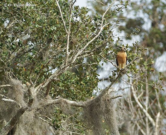Red-shouldered Hawk (Buteo lineatus) in the Paynes Prairie Preserve State Park