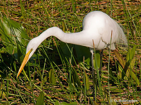 Great Egret (Ardea alba) in the Everglades National Park