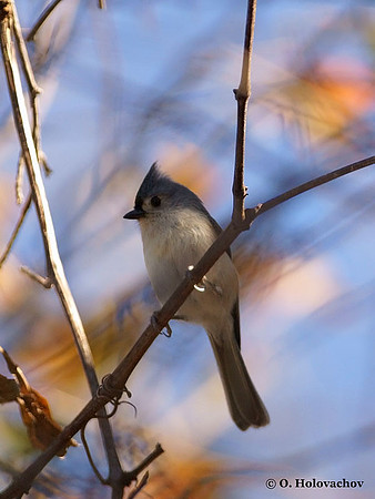 Tufted Titmouse (Baeolophus bicolor) in Lower Suwannee National Wildlife Refuge