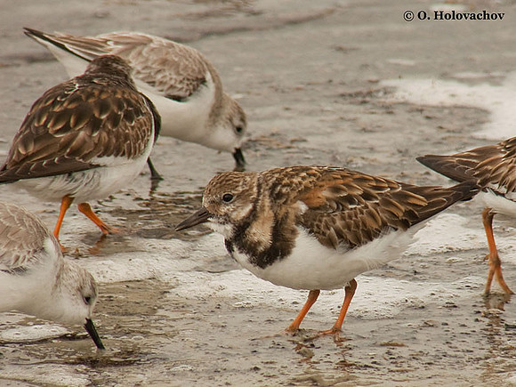 Ruddy Turnstone (Arenaria interpres) in Huguenot Memorial Park