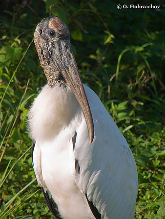 Wood Stork (Mycteria americana) in the Everglades National Park